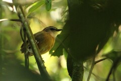 Conopophaga melanops