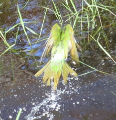 Merops persicus persicus