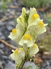 Linaria vulgaris
