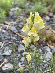 Linaria vulgaris
