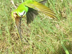 Merops persicus persicus