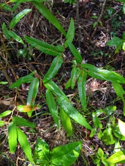 Coccoloba microstachya