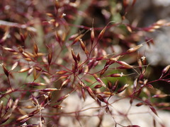 Agrostis rupestris