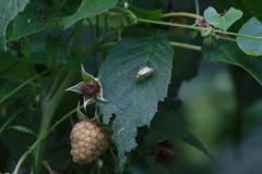 Adelphocoris quadripunctatus