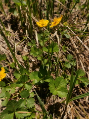 Potentilla grayi