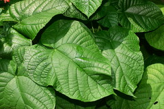 Clerodendrum japonicum