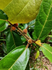 Ficus aurata