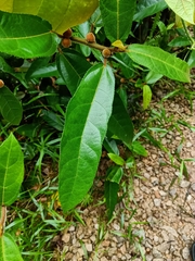 Ficus aurata