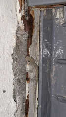 Mediodactylus kotschyi