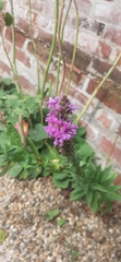Lythrum salicaria