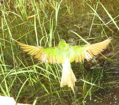 Merops persicus persicus