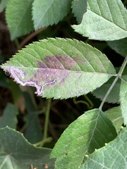 Stigmella rosaefoliella