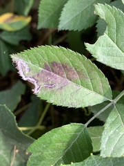 Stigmella rosaefoliella