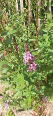 Lythrum salicaria