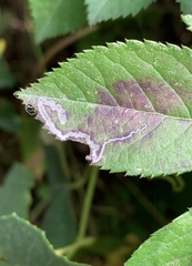 Stigmella rosaefoliella