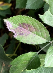 Stigmella rosaefoliella