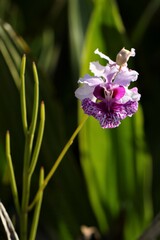 Papilionanthe hookeriana