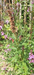 Lythrum salicaria