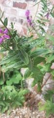 Lythrum salicaria
