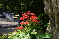 Clerodendrum japonicum