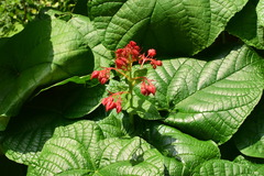 Clerodendrum japonicum