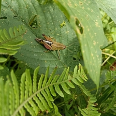 Peripolus