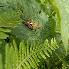 Peripolus