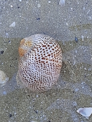 Naticarius stercusmuscarum