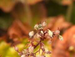 Halictus subauratus