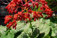 Clerodendrum japonicum