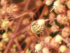 Halictus subauratus