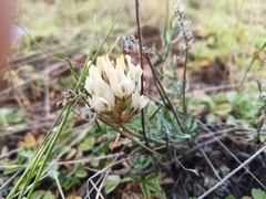 Oxytropis oxyphylla
