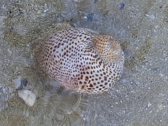 Naticarius stercusmuscarum