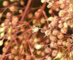 Halictus subauratus