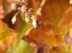 Anthophila
