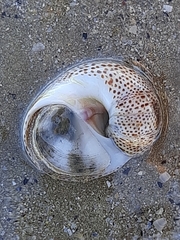 Naticarius stercusmuscarum