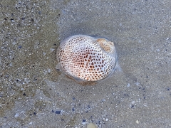 Naticarius stercusmuscarum