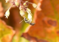 Anthophila