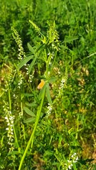 Coenonympha glycerion