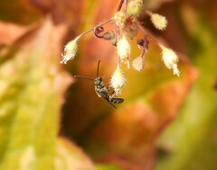 Anthophila