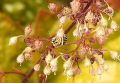 Halictus subauratus