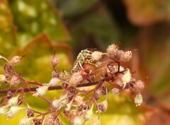 Halictus subauratus