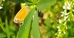 Coenonympha glycerion
