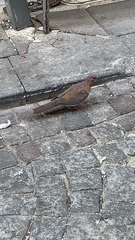 Streptopelia senegalensis