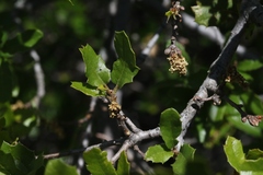 Quercus pacifica