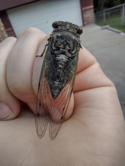 Neotibicen