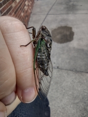 Neotibicen