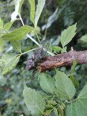 Neotibicen
