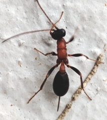 Hymenoptera