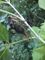 Neotibicen